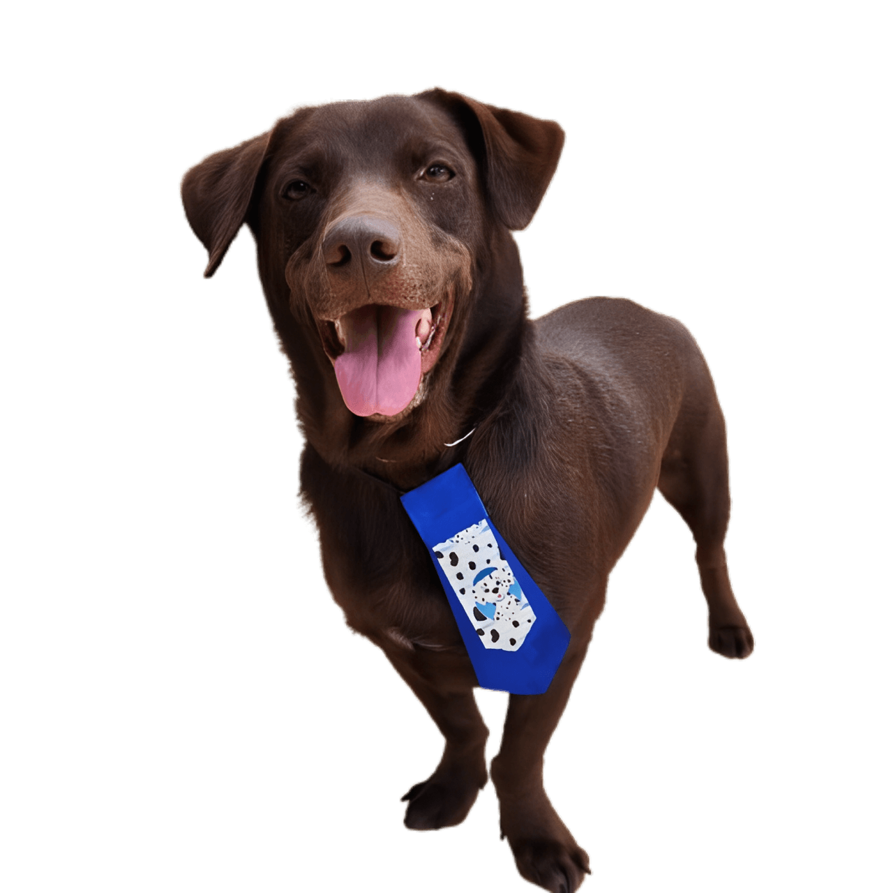 Cachorro para adoção